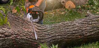 Dassel, MN  Tree Services Company