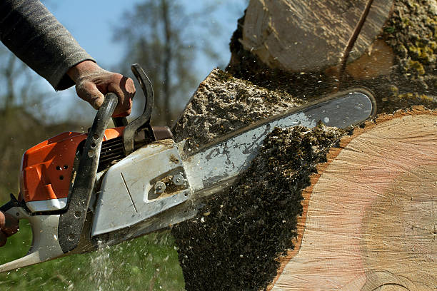 How Our Tree Care Process Works  in  Dassel, MN